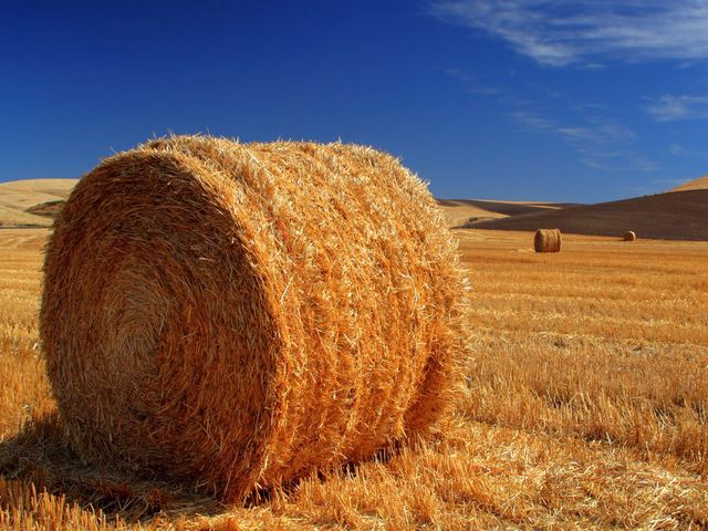 Солома ржаная в тюках